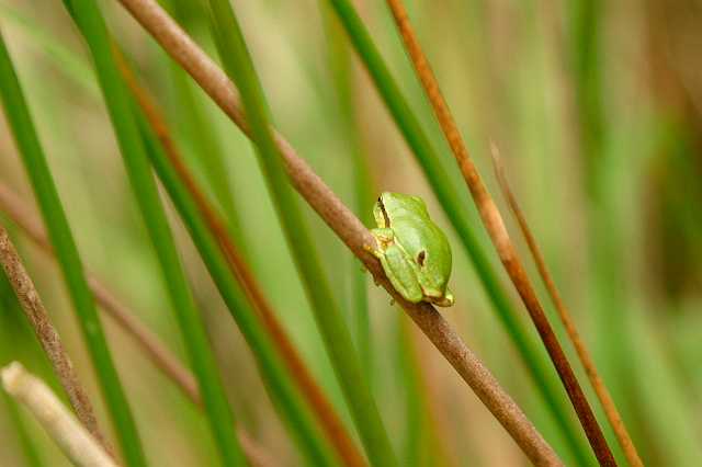 FH_TR_0029(Hyla arborea).jpg - Hyla arborea (Erdeven - Morbihan - France)